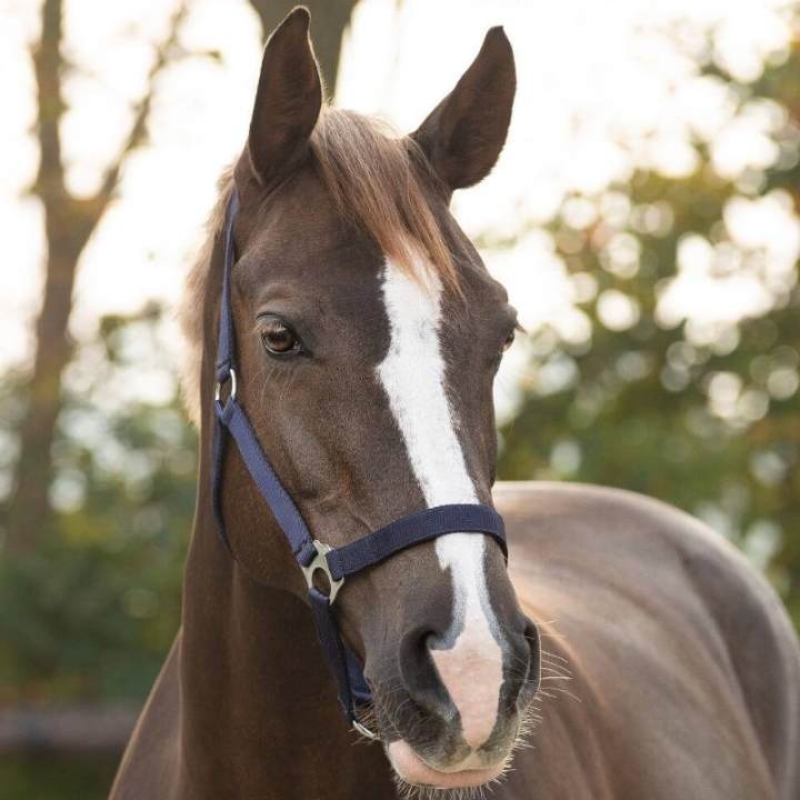 Grime Slide Marineblå i gruppen Hesteutstyr / Grimer / Stoff- & Nylongrimer hos Equinest (1040BL1NA_r)