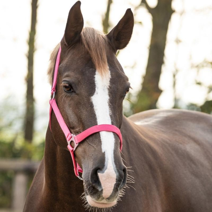 Grime Slide Fuchsia i gruppen Hesteutstyr / Grimer / Stoff- & Nylongrimer hos Equinest (1040FU1FU_r)
