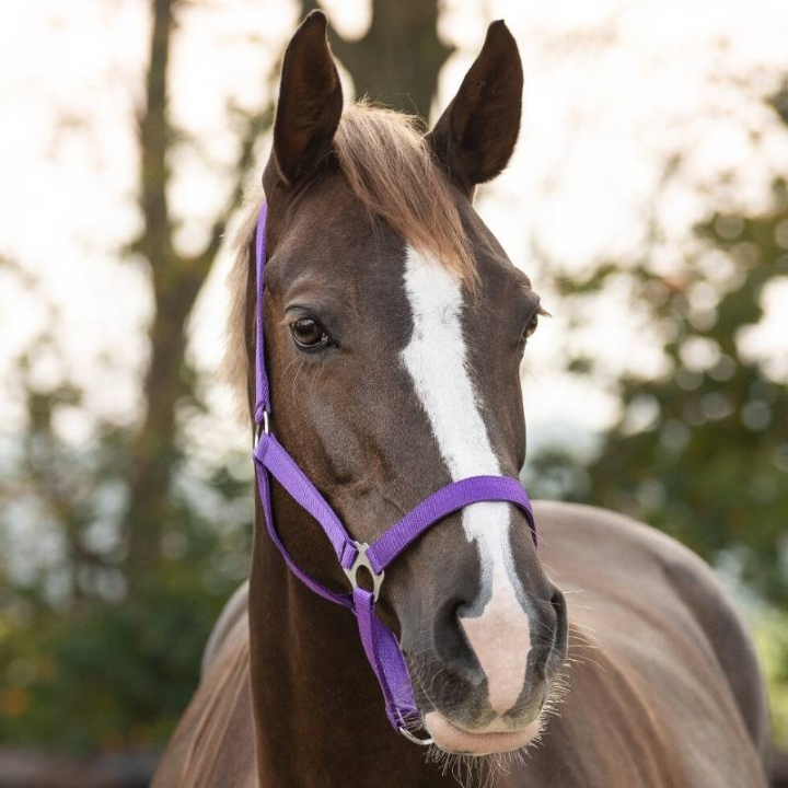Grime Slide Lilla i gruppen Hesteutstyr / Grimer / Stoff- & Nylongrimer hos Equinest (1040PF1PU_r)