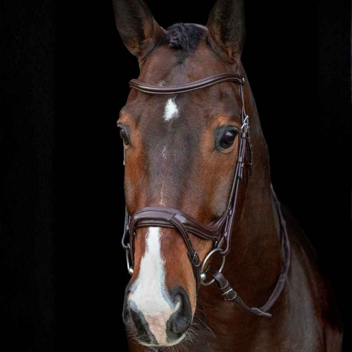 Hodelag Ancona Select Brun i gruppen Hesteutstyr / Hodelag & Pannebånd / Hodelag hos Equinest (1101000733BR_r)