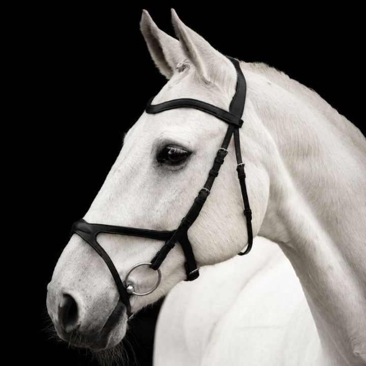 Hodelag Arthur Svart i gruppen Hesteutstyr / Hodelag & Pannebånd / Hodelag hos Equinest (201312Sv_r)