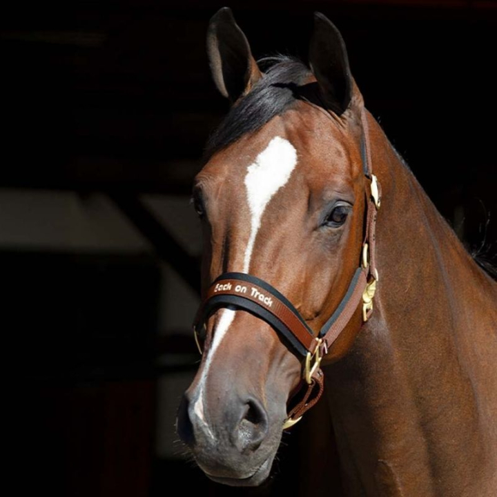 Grime Werano Brun i gruppen Hesteutstyr / Grimer / Stoff- & Nylongrimer hos Equinest (20640700BR_r)