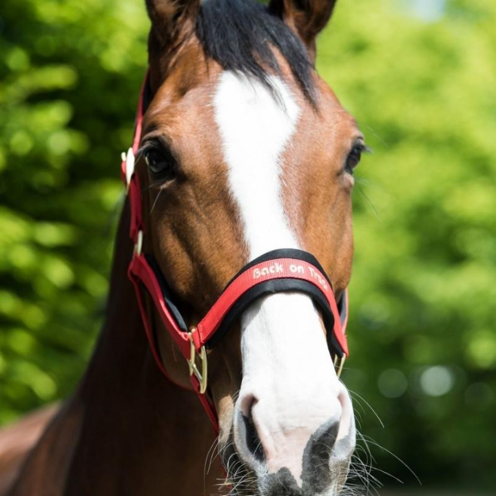 Grime Werano Rød i gruppen Hesteutstyr / Grimer / Stoff- & Nylongrimer hos Equinest (20644001RE_r)