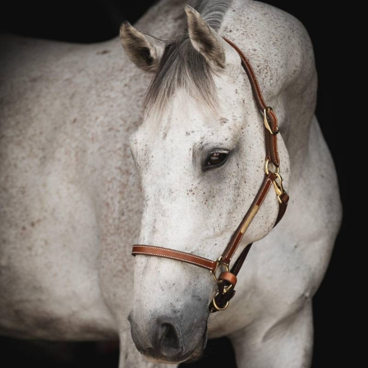 Lærgrime Track Supreme Brun i gruppen Hesteutstyr / Grimer / Lærgrimer hos Equinest (244151BR_r)
