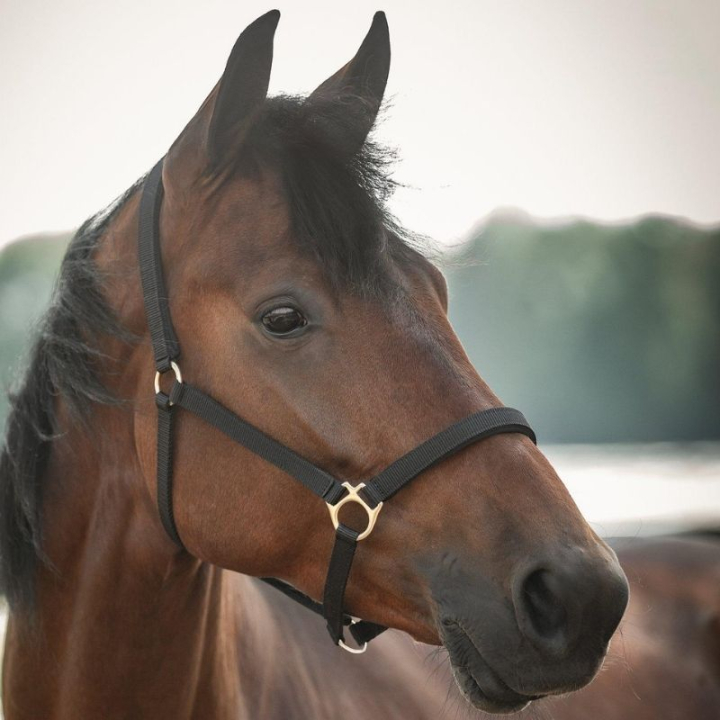 Grime Track Svart i gruppen Hesteutstyr / Grimer / Stoff- & Nylongrimer hos Equinest (245716BA_r)