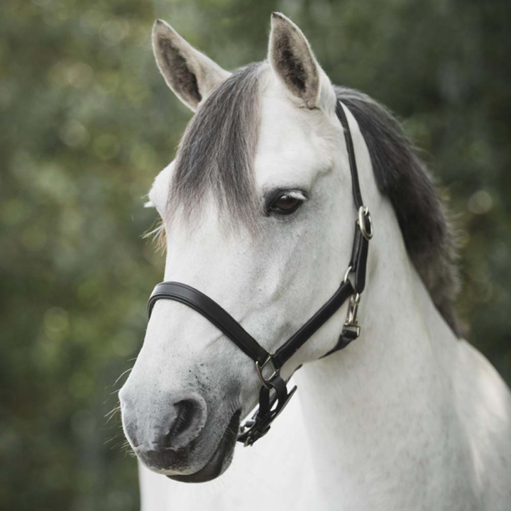 Lærgrime Slim Basic Svart i gruppen Hesteutstyr / Grimer / Lærgrimer hos Equinest (246512BA_r)