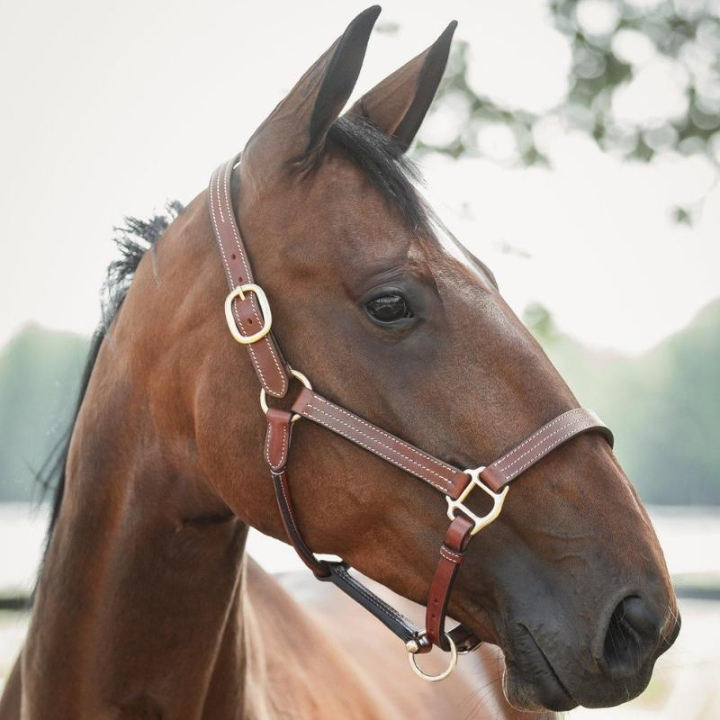 Lærgrime Lexington Supreme Brun i gruppen Hesteutstyr / Grimer / Lærgrimer hos Equinest (246753BR_r)