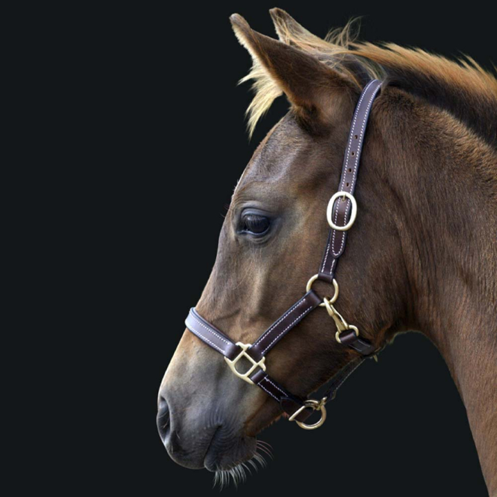Føllgrime i lær Basic Mørkebrun i gruppen Hesteutstyr / Grimer / Føllgrimer hos Equinest (249360DBR_r)