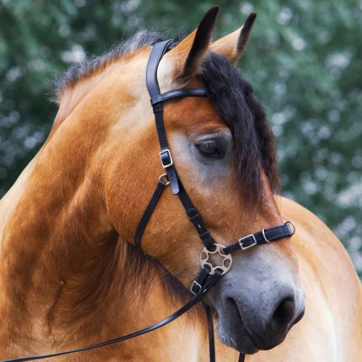 Bittløst Hodelag Caval Cavemore Svart i gruppen Hesteutstyr / Hodelag & Pannebånd / Hackamore & Bittløse Hodelag hos Equinest (3320531817BA_r)
