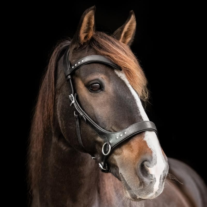 Bittløst Hodelag Glory Sidepull Svart i gruppen Hesteutstyr / Hodelag & Pannebånd / Hackamore & Bittløse Hodelag hos Equinest (3331081717BA_r)