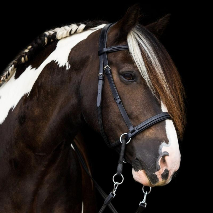 Bittløst Hodelag Dietsji Cross-Under Svart i gruppen Hesteutstyr / Hodelag & Pannebånd / Hackamore & Bittløse Hodelag hos Equinest (3351221717BA_r)