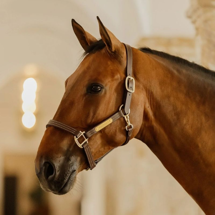 Lærgrime Artificial Wellington Brun i gruppen Hesteutstyr / Grimer / Lærgrimer hos Equinest (4250705COBBR_r)
