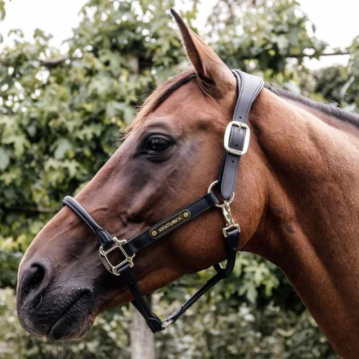 Anatomisk Kunstlærgrime Svart i gruppen Hesteutstyr / Grimer / Lærgrimer hos Equinest (42513Sv_r)