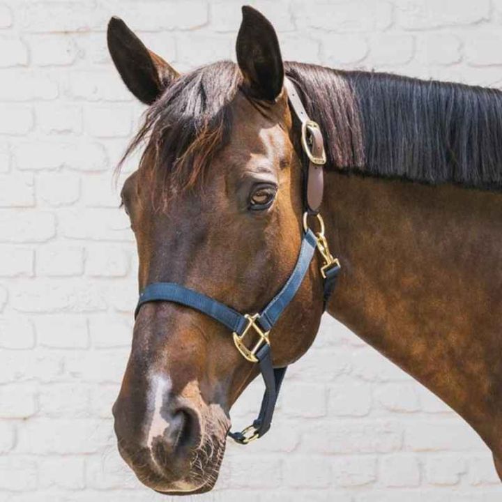 Grime Breakaway Marineblå i gruppen Hesteutstyr / Grimer / Stoff- & Nylongrimer hos Equinest (4266503COBNA_r)