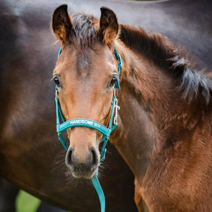 Føllgrime Malva HG Turkis i gruppen Hesteutstyr / Grimer / Føllgrimer hos Equinest (50498050138TU_r)