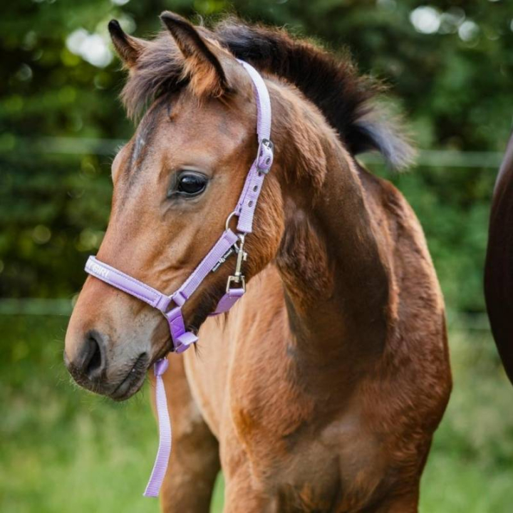 Føllgrime Malva HG Lilla i gruppen Hesteutstyr / Grimer / Føllgrimer hos Equinest (50498050142PU_r)