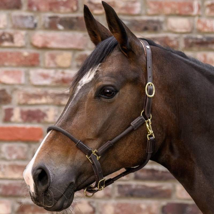 Lærgrime Nevada X-Line Brun/Brun i gruppen Hesteutstyr / Grimer / Lærgrimer hos Equinest (5050230VBRBR_r)
