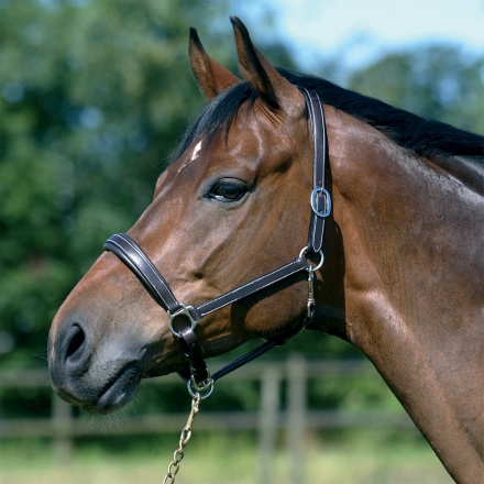 Lærgrime Scandi Brun i gruppen Hesteutstyr / Grimer / Lærgrimer hos Equinest (712013_B_r)