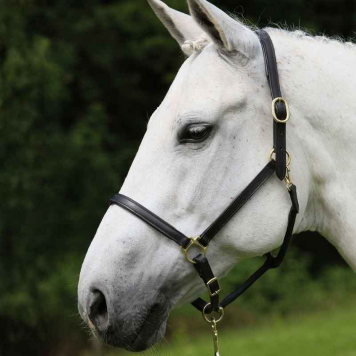 Lærgrime Robust Svart i gruppen Hesteutstyr / Grimer / Lærgrimer hos Equinest (808401POBA_r)
