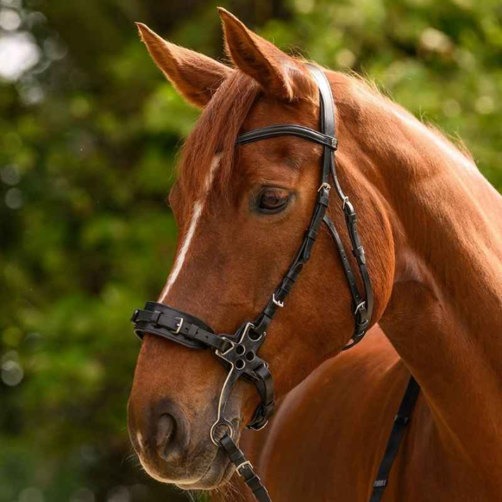 Hackamorehodelag X-Line Svart i gruppen Hesteutstyr / Hodelag & Pannebånd / Hackamore & Bittløse Hodelag hos Equinest (9573801VBA_r)