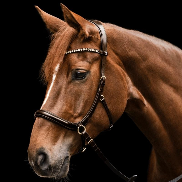 Bittløst Hodelag Sensation X-Line Brun i gruppen Hesteutstyr / Hodelag & Pannebånd / Hackamore & Bittløse Hodelag hos Equinest (9579830PBR_r)