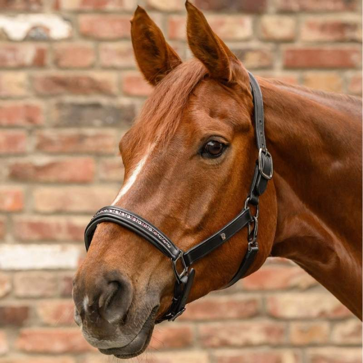 Lærgrime Crystal X-Line Svart/Rosa i gruppen Hesteutstyr / Grimer / Lærgrimer hos Equinest (9580994PBAPI_r)