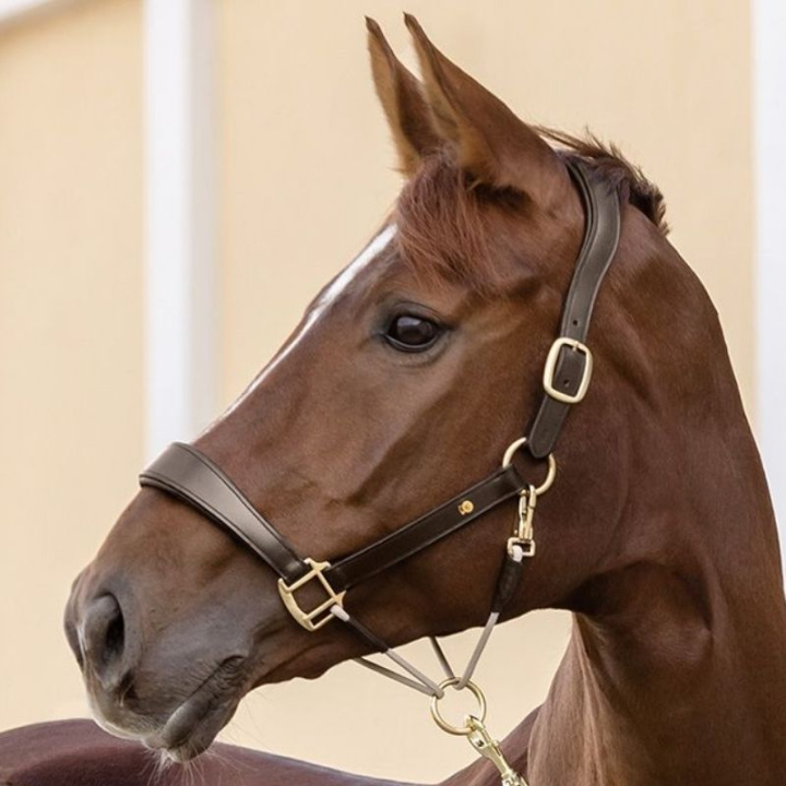 Lærgrime Rope Royal S-Line Brun i gruppen Hesteutstyr / Grimer / Lærgrimer hos Equinest (9809030VBR_r)