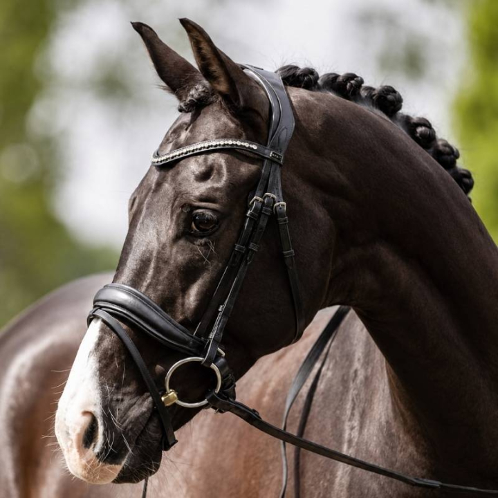 Anatomisk Dressurhodelag Comfort Fit Pullback med tøyler Svart i gruppen Hesteutstyr / Hodelag & Pannebånd / Dressur- & Kandarhodelag hos Equinest (A18013BA)