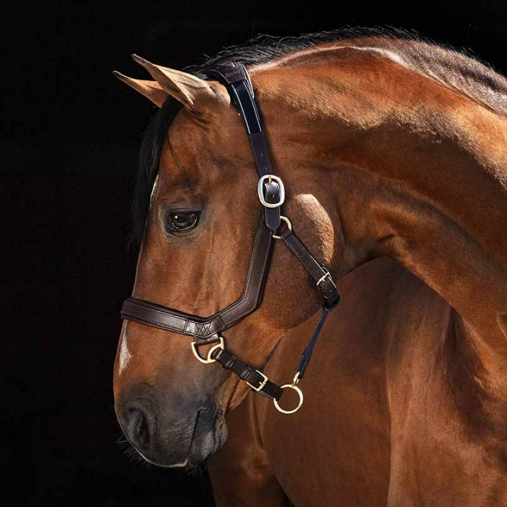 Lærgrime Rambo Micklem Brun i gruppen Hesteutstyr / Grimer / Lærgrimer hos Equinest (DHAL8DBr_r)