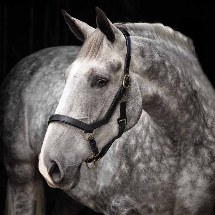 Lærgrime Rambo Micklem Svart i gruppen Hesteutstyr / Grimer / Stoff- & Nylongrimer hos Equinest (DHAL8DSv_r)