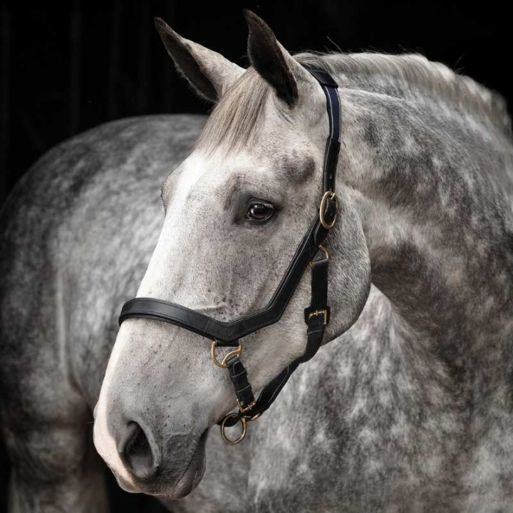Lærgrime Rambo Micklem Svart i gruppen Hesteutstyr / Grimer / Stoff- & Nylongrimer hos Equinest (DHAL8DSv_r)