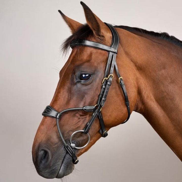 Hodelag Elastic Hybrid Dyon Collection Svart i gruppen Hesteutstyr / Hodelag & Pannebånd / Hodelag hos Equinest (DYABA6BLCBA_r)