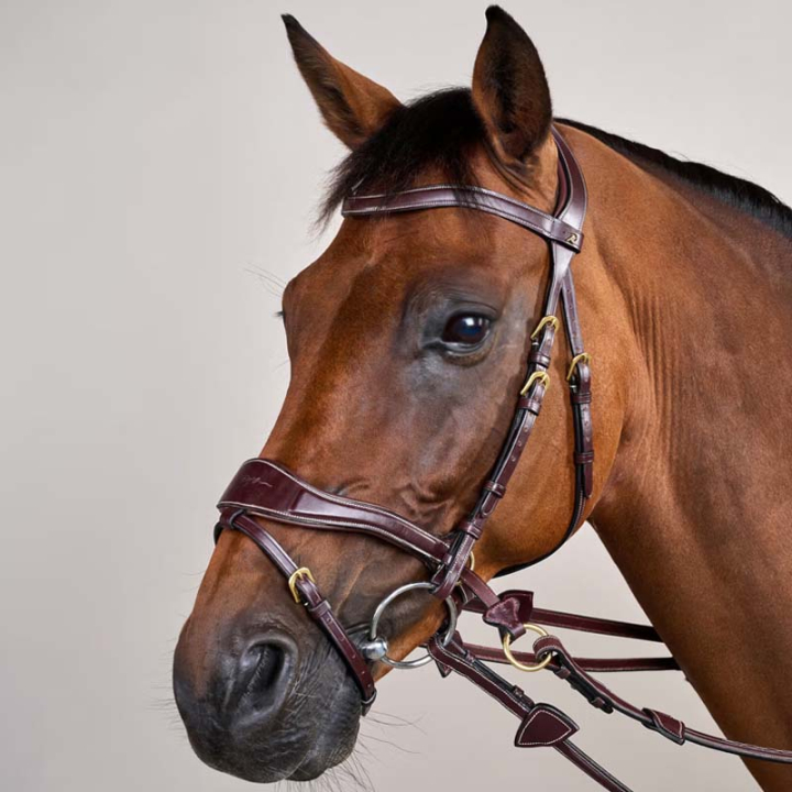 Hodelag D Motion Dyon Collection Brun i gruppen Hesteutstyr / Hodelag & Pannebånd / Hodelag hos Equinest (DYCCCWBRCBR_r)