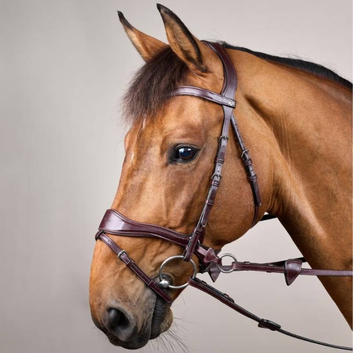 Hodelag D Motion New English Collection Brun i gruppen Hesteutstyr / Hodelag & Pannebånd / Hackamore & Bittløse Hodelag hos Equinest (NECCCWBRCBR_r)