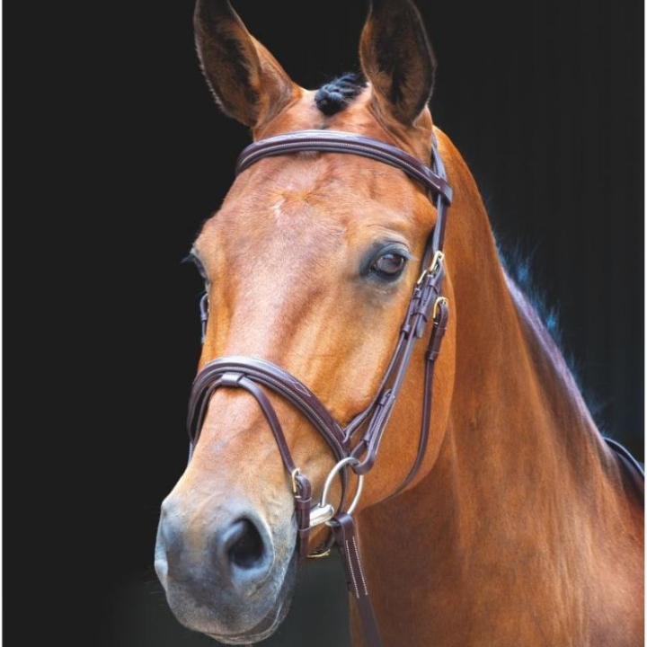 Hodelag + tøyler Salisbury Bodenham Brun i gruppen Hesteutstyr / Hodelag & Pannebånd / Hodelag hos Equinest (SH29301Br_r)