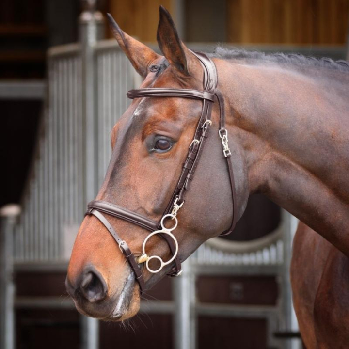 Hodelag Quick Release Rapida Brun i gruppen Hesteutstyr / Hodelag & Pannebånd / Hodelag hos Equinest (SH512503BR_r)