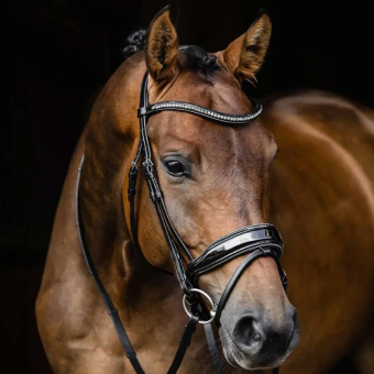 Dressurhodelag Stanford Glam Svart