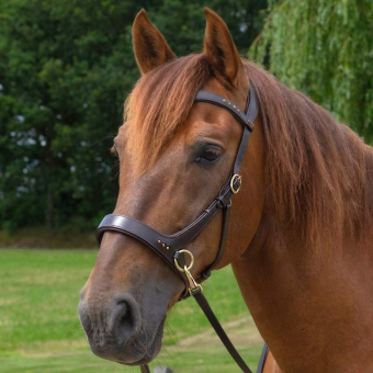 Bittløst Hodelag Glory Sidepull Brun