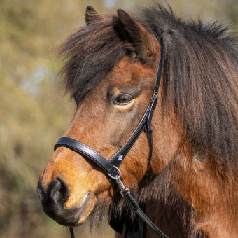 Bittløst Hodelag Fjara Icelandic Svart