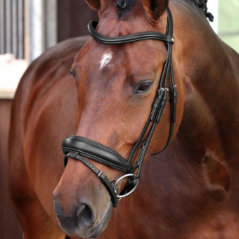 Dressurhodelag LUSSO Elite Svart