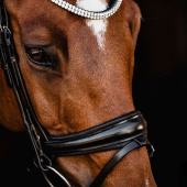 Dressurhodelag Isabell Werth Johnny Svart Dressurhodelag Isabell Werth Johnny Svart