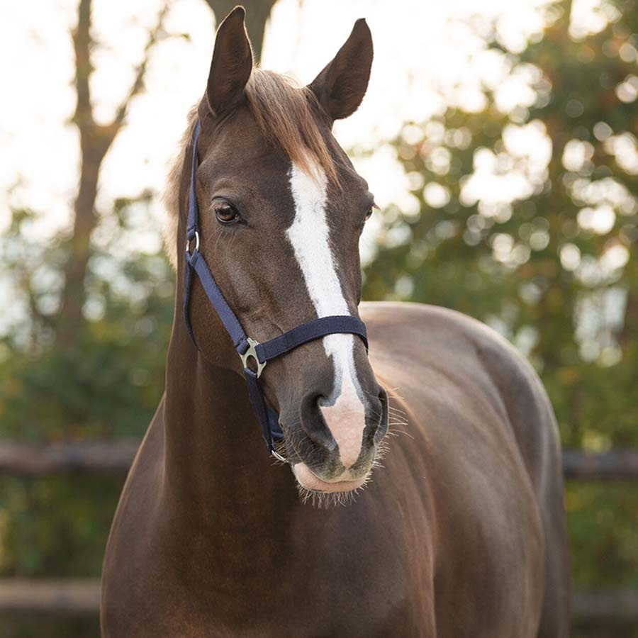 Grime Slide Marineblå