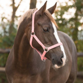 Grime Slide Lyserosa Grime Slide Lyserosa