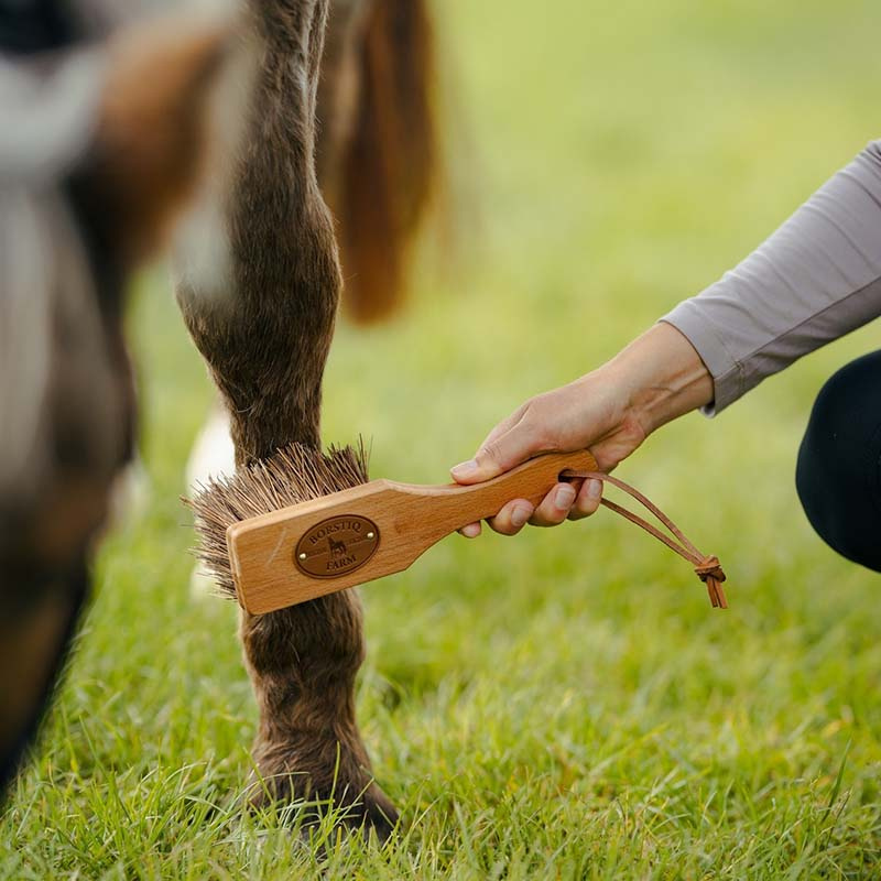 Børste Isländingen Bassine Brun