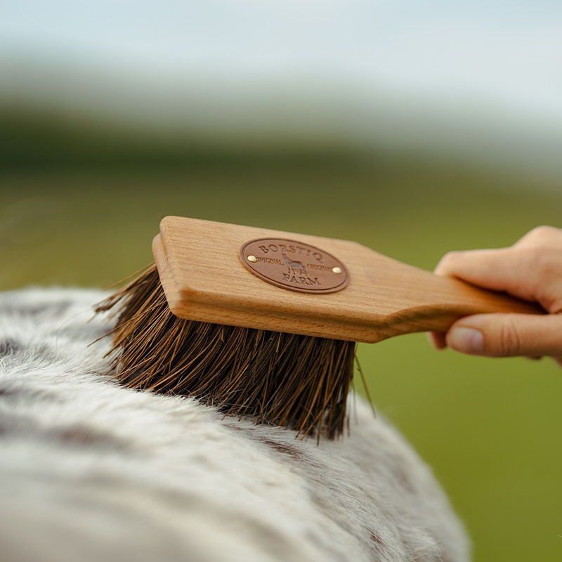 Børste Isländingen Bassine Brun
