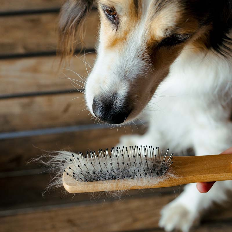 Man- & halebørste Metallpigger Brun