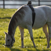 Føllvakt Birth Alarm Premium Føllvakt Birth Alarm Premium