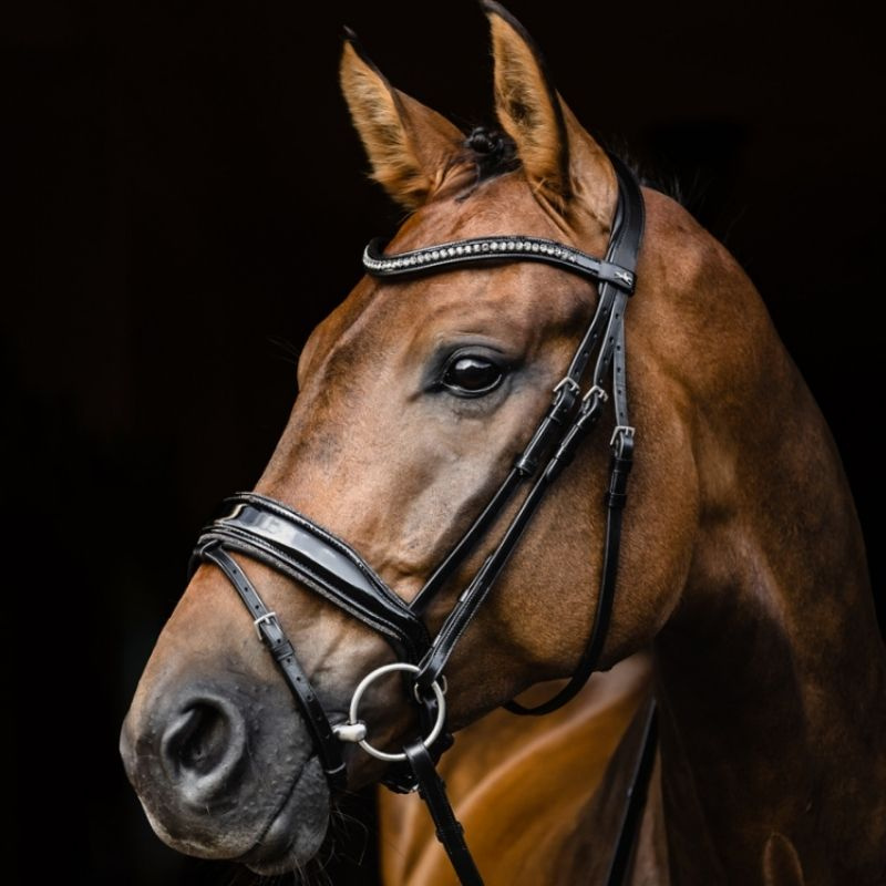 Dressurhodelag Stanford Glam Svart