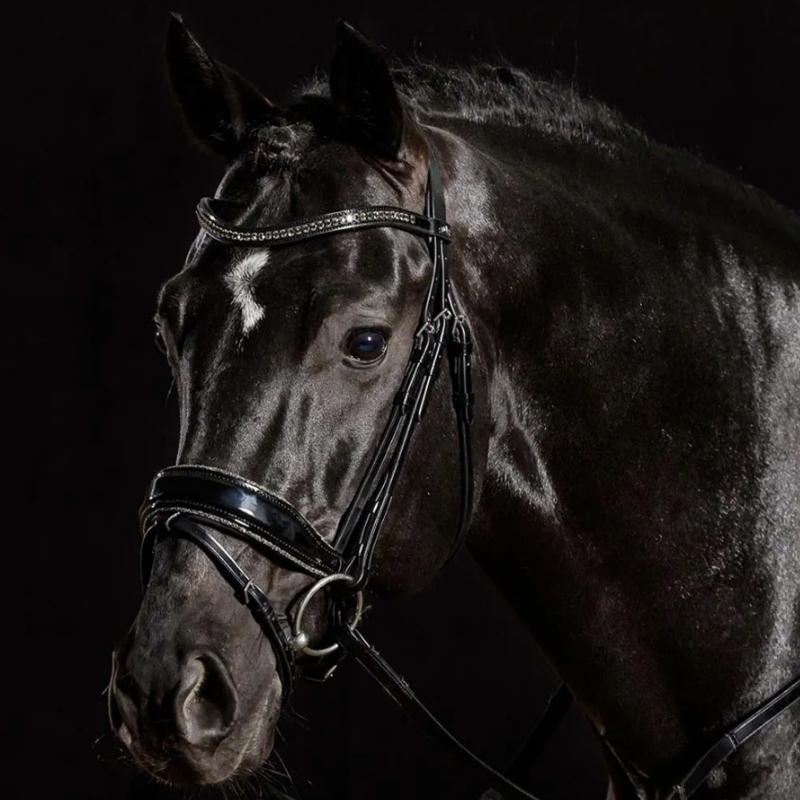 Dressurhodelag Stanford Glam Svart
