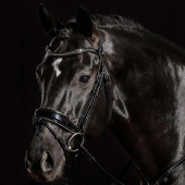 Dressurhodelag Stanford Glam Svart Dressurhodelag Stanford Glam Svart